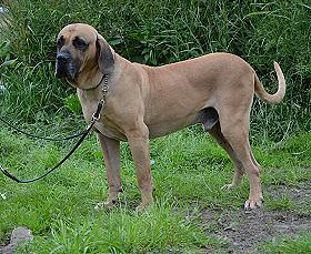 Kindercentrum bijtend ernstig Fila Brasileiro Kennel Anjo da Guarda - Chiens de races et photos de chiens