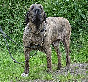 Kindercentrum bijtend ernstig Fila Brasileiro Kennel Anjo da Guarda - Chiens de races et photos de chiens